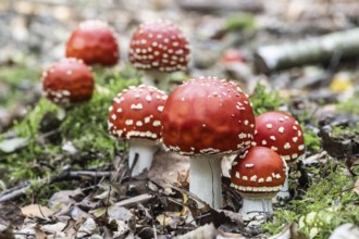 Fly agaric (Amanita muscaria), Emsland, Lower Saxony, Germany