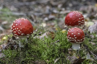 Fly agaric (Amanita muscaria), Emsland, Lower Saxony, Germany