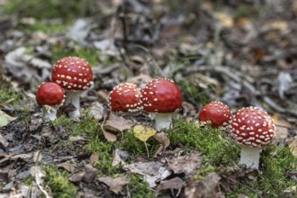 Fly agaric (Amanita muscaria), Emsland, Lower Saxony, Germany