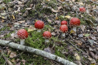 Fly agaric (Amanita muscaria), Emsland, Lower Saxony, Germany