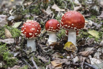 Fly agaric (Amanita muscaria), Emsland, Lower Saxony, Germany