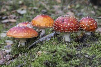 Fly agaric (Amanita muscaria), Emsland, Lower Saxony, Germany