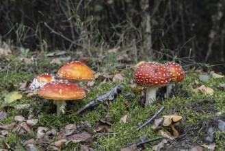 Fly agaric (Amanita muscaria), Emsland, Lower Saxony, Germany