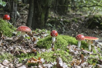 Fly agaric (Amanita muscaria), Emsland, Lower Saxony, Germany