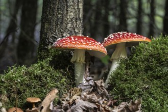 Fly agaric (Amanita muscaria), Emsland, Lower Saxony, Germany