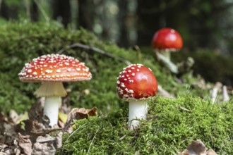 Fly agaric (Amanita muscaria), Emsland, Lower Saxony, Germany