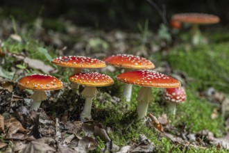 Fly agaric (Amanita muscaria), Emsland, Lower Saxony, Germany