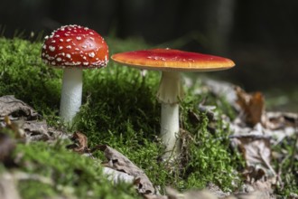 Fly agaric (Amanita muscaria), Emsland, Lower Saxony, Germany