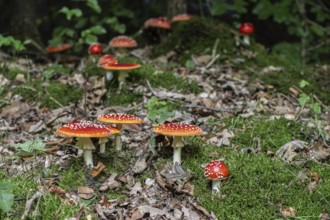 Fly agaric (Amanita muscaria), Emsland, Lower Saxony, Germany