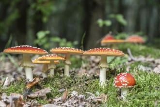 Fly agaric (Amanita muscaria), Emsland, Lower Saxony, Germany