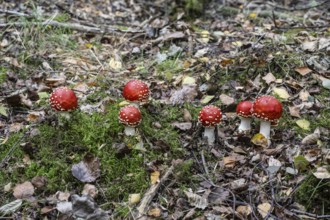 Fly agaric (Amanita muscaria), Emsland, Lower Saxony, Germany