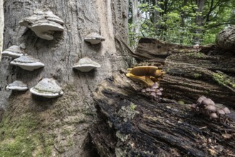 Tinder fungus (Fomes fomentarius) and golden scales (Photiola aurivella), Emsland, Lower Saxony,