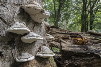 Tinder fungus (Fomes fomentarius) and golden scales (Photiola aurivella), Emsland, Lower Saxony,