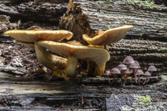 Golden scales (Photiola aurivella) and Stump Brittlestem (Psathyrella piluliformis), Emsland, Lower