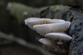 Ringed beech slime moulds (Oudemansiella mucida), Emsland, Lower Saxony, Germany