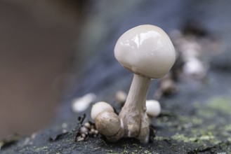 Ringed beech slime moulds (Oudemansiella mucida), Emsland, Lower Saxony, Germany