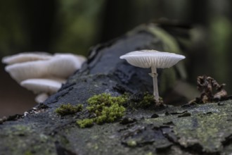 Ringed beech slime moulds (Oudemansiella mucida), Emsland, Lower Saxony, Germany