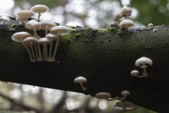 Ringed beech slime moulds (Oudemansiella mucida), Emsland, Lower Saxony, Germany