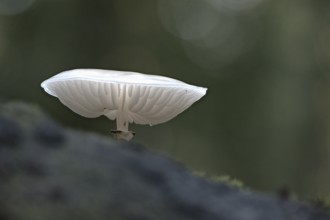 Ringed beech slime beetle (Oudemansiella mucida), Emsland, Lower Saxony, Germany