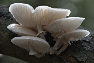 Ringed beech slime moulds (Oudemansiella mucida), Emsland, Lower Saxony, Germany
