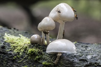 Ringed beech slime moulds (Oudemansiella mucida), Emsland, Lower Saxony, Germany