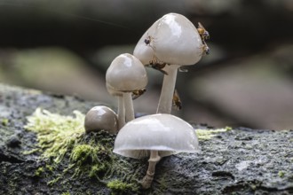 Ringed beech slime moulds (Oudemansiella mucida), Emsland, Lower Saxony, Germany