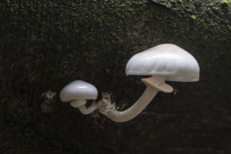 Ringed beech slime moulds (Oudemansiella mucida), Emsland, Lower Saxony, Germany