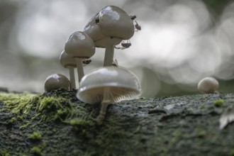 Ringed beech slime moulds (Oudemansiella mucida), Emsland, Lower Saxony, Germany