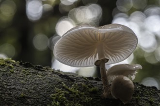 Ringed beech slime moulds (Oudemansiella mucida), Emsland, Lower Saxony, Germany