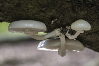 Ringed beech slime moulds (Oudemansiella mucida), Emsland, Lower Saxony, Germany
