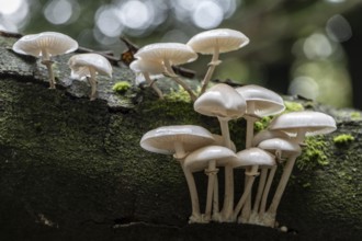 Ringed beech slime moulds (Oudemansiella mucida), Emsland, Lower Saxony, Germany