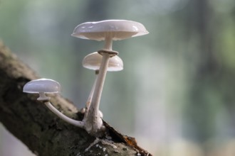 Ringed beech slime moulds (Oudemansiella mucida), Emsland, Lower Saxony, Germany
