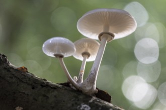 Ringed beech slime moulds (Oudemansiella mucida), Emsland, Lower Saxony, Germany