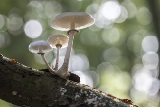 Ringed beech slime moulds (Oudemansiella mucida), Emsland, Lower Saxony, Germany