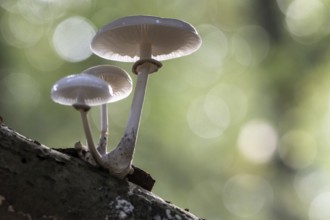 Ringed beech slime moulds (Oudemansiella mucida), Emsland, Lower Saxony, Germany