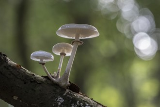 Ringed beech slime moulds (Oudemansiella mucida), Emsland, Lower Saxony, Germany
