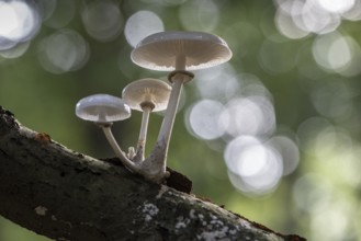 Ringed beech slime moulds (Oudemansiella mucida), Emsland, Lower Saxony, Germany