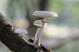 Ringed beech slime moulds (Oudemansiella mucida), Emsland, Lower Saxony, Germany