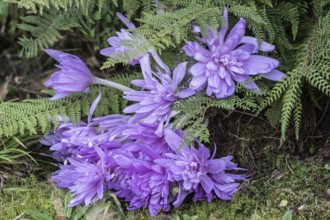 Autumn crocus (Colchicum autumnale Waterlily), Emsland, Lower Saxony, Germany