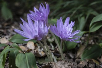 Autumn crocus (Colchicum autumnale Waterlily), Emsland, Lower Saxony, Germany
