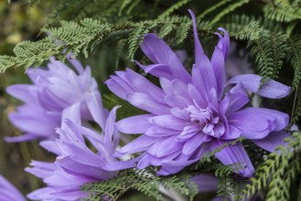 Autumn crocus (Colchicum autumnale Waterlily), Emsland, Lower Saxony, Germany