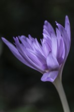 Autumn crocus (Colchicum autumnale Waterlily), Emsland, Lower Saxony, Germany