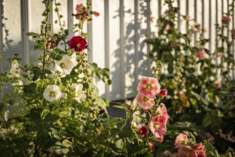 Pink, white and red hollyhocks (Alcea rosea) in front of a white wooden wall of a house in the