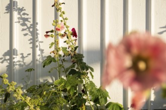Hollyhocks (Alcea rosea) in front of a white wooden wall of a house in the alleys of Smögen,