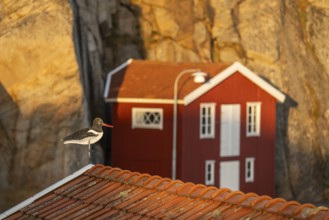 Oystercatcher figure on roof, boathouse between rocks in Smögen harbour, Smögenbryggan, Västra