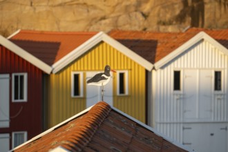 Oystercatcher figure on roof, Colourful boathouses between rocks in the harbour of Smögen,