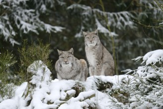 Eurasian lynx (Lynx lynx) in winter, captive, Germany