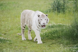 White Royal Bengal Tiger (Panthera tigris tigris), captive, occurring in India