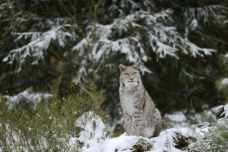 Eurasian lynx (Lynx lynx) in winter, captive, Germany