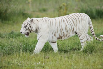 White Royal Bengal Tiger (Panthera tigris tigris), captive, occurring in India